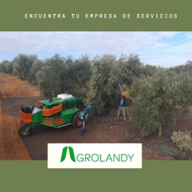 Organizamos la recoleccion de tu olivar