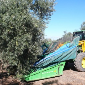 Paraguas para recoleccion y recogida de aceituna y almendra