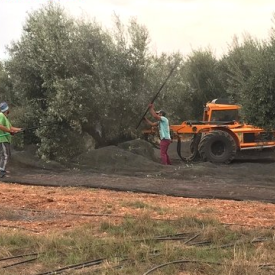Recoleccion integral o de apoyo de aceitunas y almendra