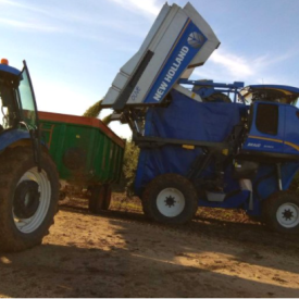 Cosechadora superintensivo New Holland para aceituna almendra y cualquier cultivo en espaldera