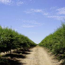 Finca de Almendros 10 hectáreas