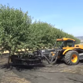 recogida de almendra y aceituna con paraguas