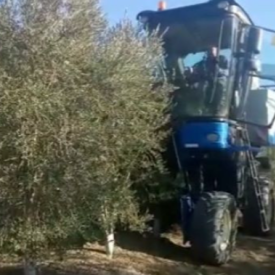 Recogida con cosechadora superintensivo