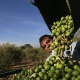 Cuadrilla para recoleccion de aceituna