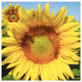 Girasol Linoleico ”Bonasol JMR” de Semillas Batlle