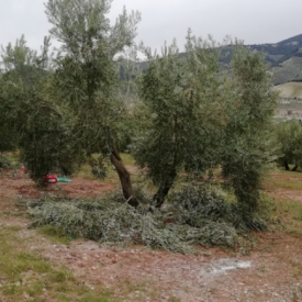 Cuadrilla Especializada en Poda y desvareto de Olivar