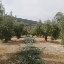 Cuadrilla Especializada en Poda y desvareto de Olivar