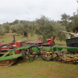 Recolecion de acetuna y almendra con vobro o paraguas