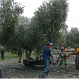 Cuadrilla para recoleccion de aceitunas en Ecija