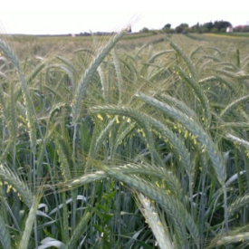 Triticale Anual Triticale de Semillas Batlle