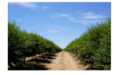 Finca de Almendros 10 hectáreas en Alcolea del Rio